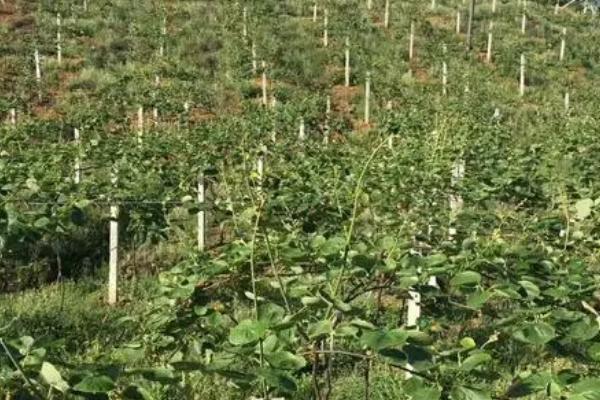 猕猴桃果园施肥管理方法,幼龄树和结果树的施肥方式不同