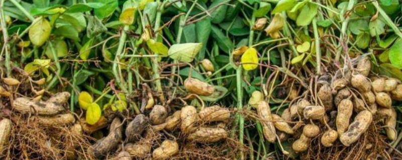花生的播种适期