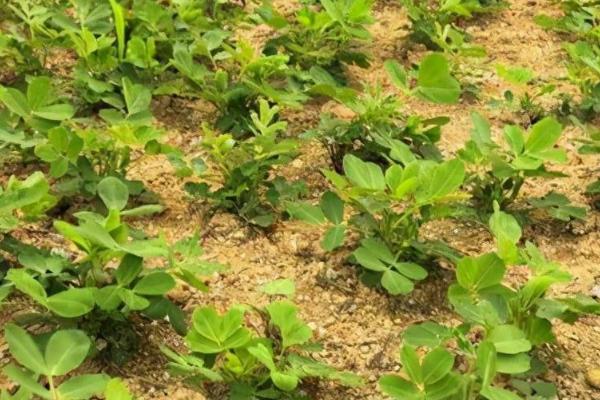 花生的播种适期,一般为3-5月份