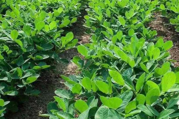 花生的播种适期,一般为3-5月份