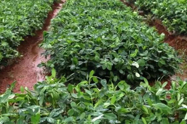 花生的播种适期,一般为3-5月份