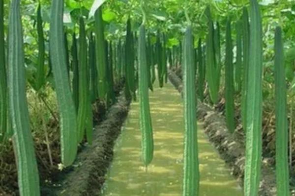 丝瓜如何采种,将瓜条晒干、再撕去硬皮取出种子