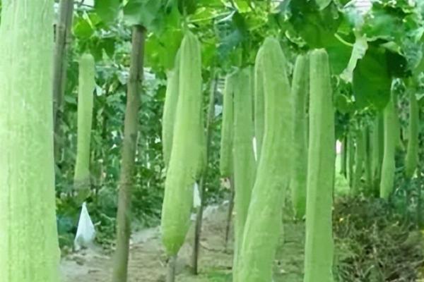丝瓜如何采种,将瓜条晒干、再撕去硬皮取出种子
