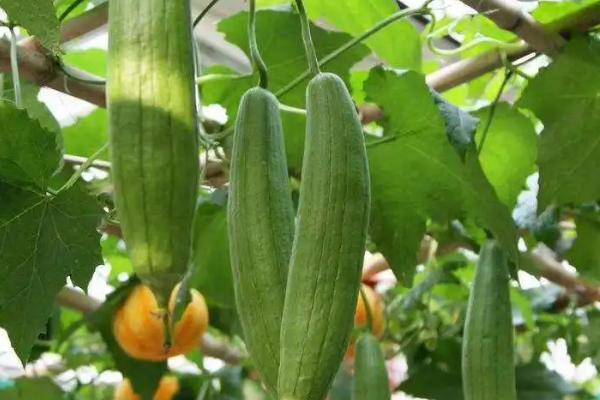 丝瓜如何采种,将瓜条晒干、再撕去硬皮取出种子