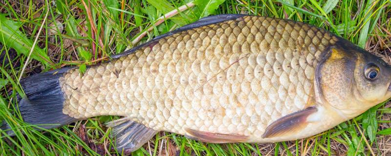 鲫鱼可以长到什么程度