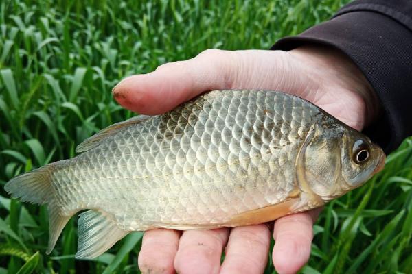 鲫鱼可以长到什么程度,成年后可长到0.3-2斤左右