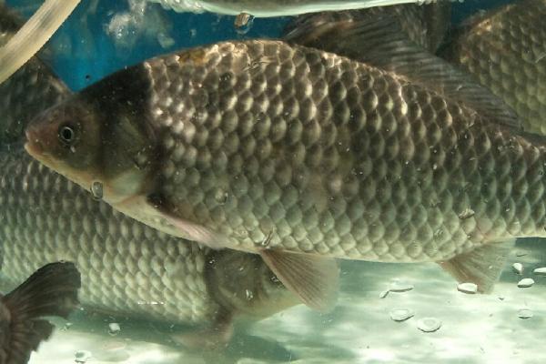 鲫鱼可以长到什么程度,成年后可长到0.3-2斤左右
