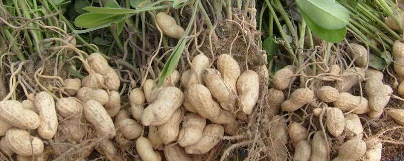 地膜春花生备播注意事项