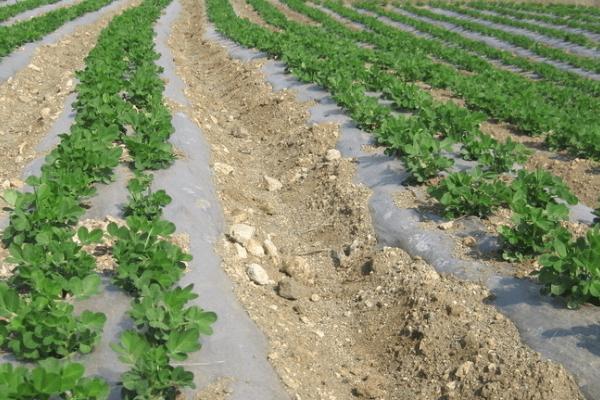 地膜春花生备播注意事项,种植密度不能偏小或过大