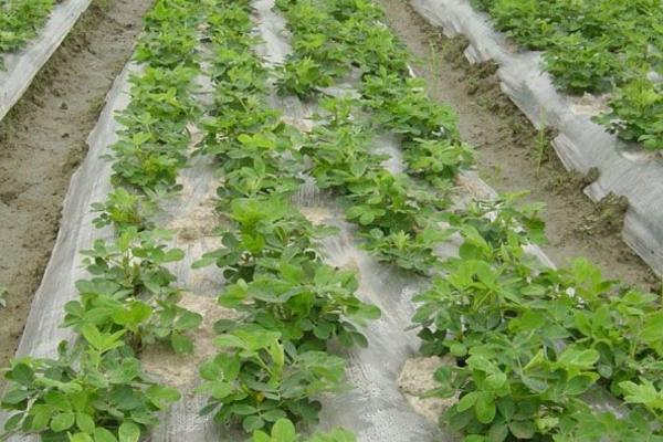 地膜春花生备播注意事项,种植密度不能偏小或过大