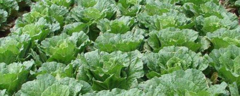 白菜霜霉病的症状