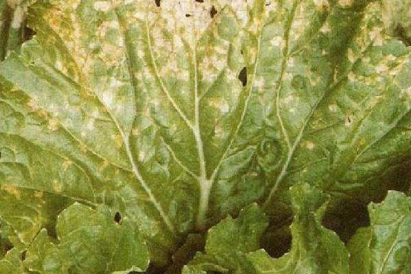 白菜霜霉病的症状,叶片上会出现白霜霉状物