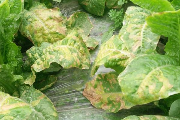 白菜霜霉病的症状,叶片上会出现白霜霉状物