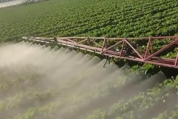 白菜霜霉病的症状,叶片上会出现白霜霉状物