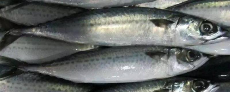 青占鱼有没有毒