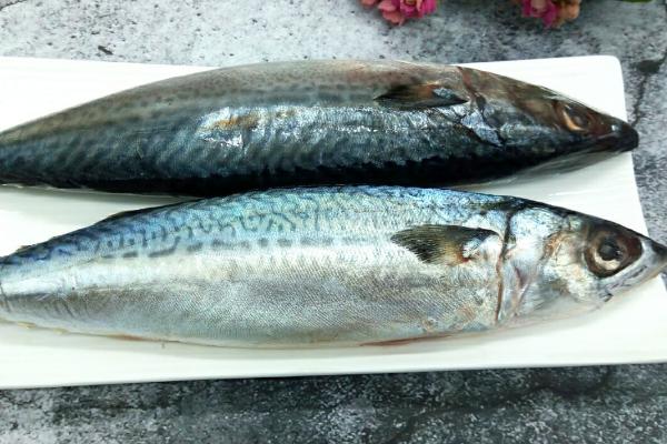 青占鱼有没有毒,经过冰冻会产生毒素