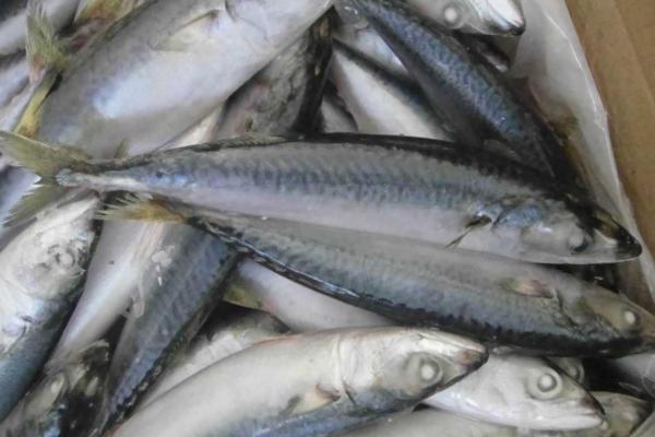 青占鱼有没有毒,经过冰冻会产生毒素