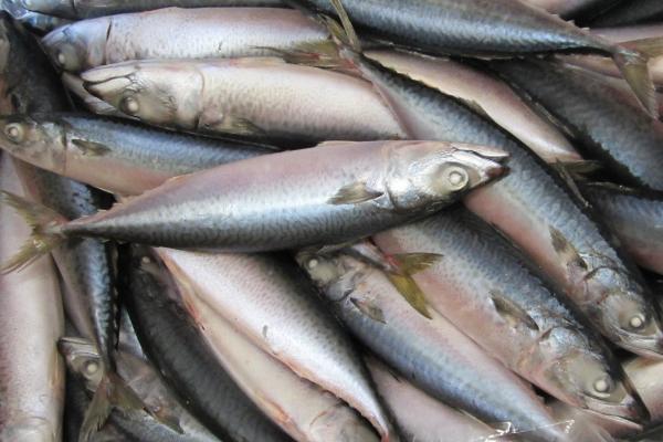 青占鱼有没有毒,经过冰冻会产生毒素