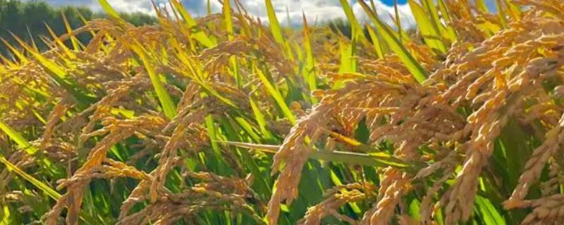 水稻分蘖少如何处理