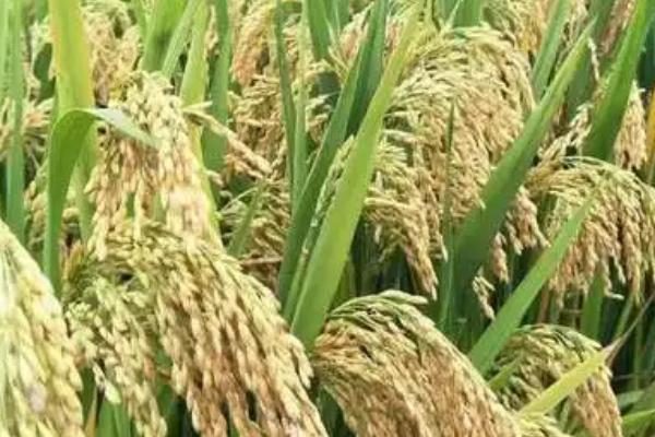 水稻分蘖少如何处理,可进行间歇灌溉、酌情喷施叶面肥