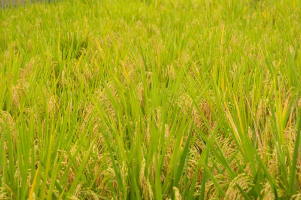 水稻分蘖少如何处理,可进行间歇灌溉、酌情喷施叶面肥