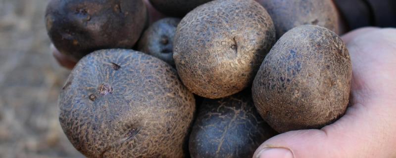 黑土豆病虫害防治方法