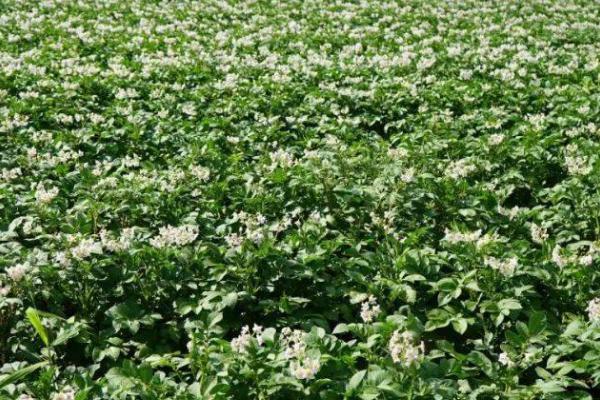 黑土豆病虫害防治方法,需及时清理田间病虫残株