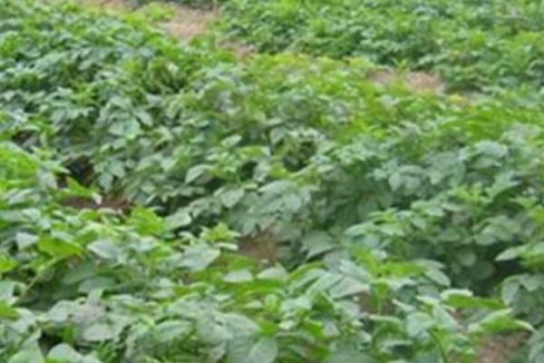 黑土豆病虫害防治方法,需及时清理田间病虫残株