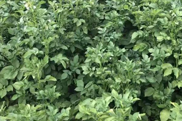 黑土豆病虫害防治方法,需及时清理田间病虫残株