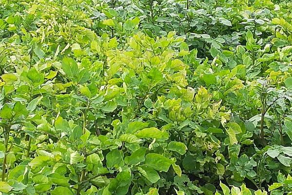 黑土豆病虫害防治方法,需及时清理田间病虫残株