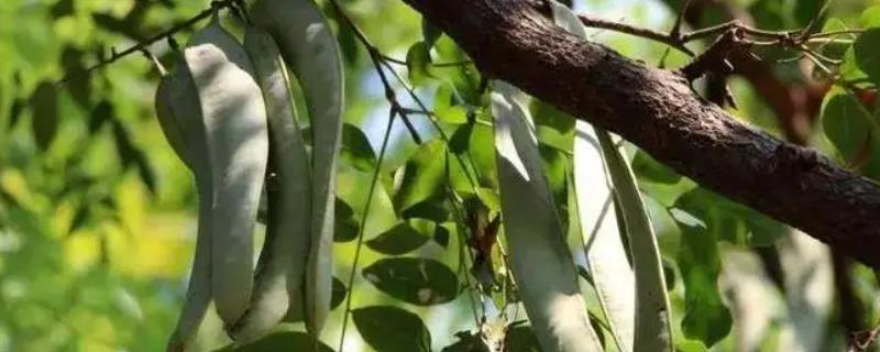 皂角树的叶片为何发白干枯以及如何解决
