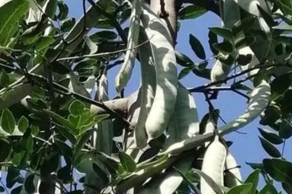 皂角树的叶片为何发白干枯以及如何解决,可能是被病原寄生所导致