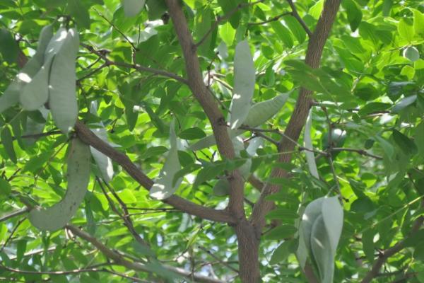 皂角树的叶片为何发白干枯以及如何解决,可能是被病原寄生所导致