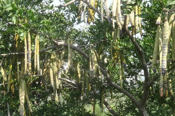 皂角树的叶片为何发白干枯以及如何解决,可能是被病原寄生所导致