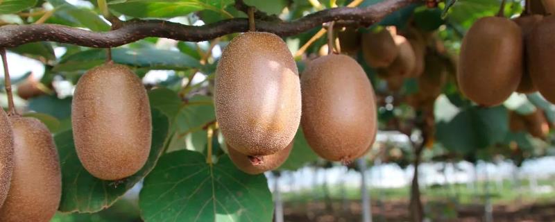 猕猴桃异常落果的原因