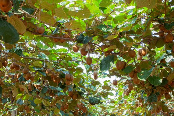 猕猴桃异常落果的原因,可能是气温不适、授粉不良、管理不当等因素所导致