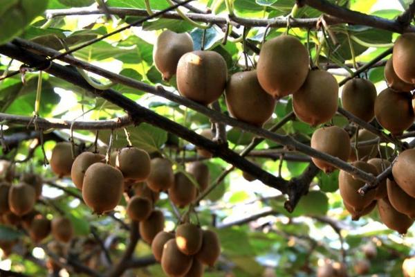 猕猴桃异常落果的原因,可能是气温不适、授粉不良、管理不当等因素所导致