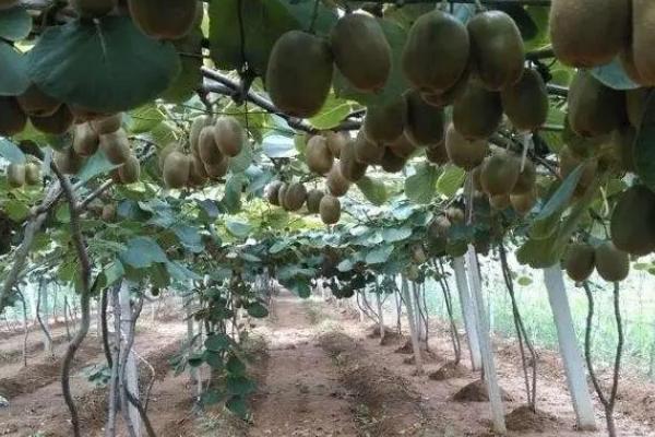 猕猴桃异常落果的原因,可能是气温不适、授粉不良、管理不当等因素所导致