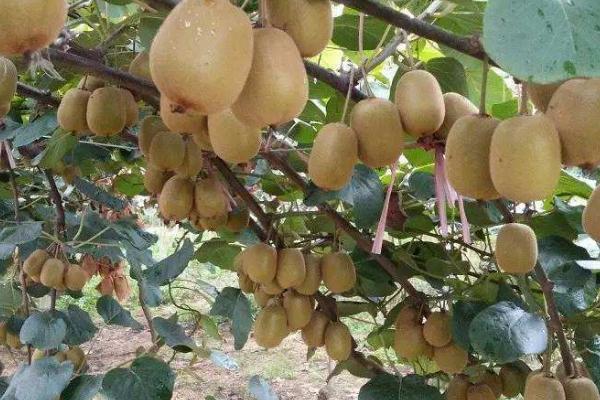 猕猴桃异常落果的原因,可能是气温不适、授粉不良、管理不当等因素所导致