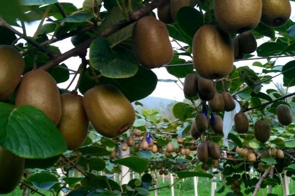 猕猴桃异常落果的原因,可能是气温不适、授粉不良、管理不当等因素所导致