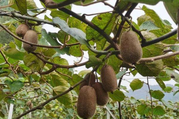 猕猴桃异常落果的原因,可能是气温不适、授粉不良、管理不当等因素所导致