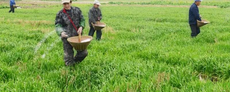 硫酸钾复合肥和氯化钾复合肥有什么区别