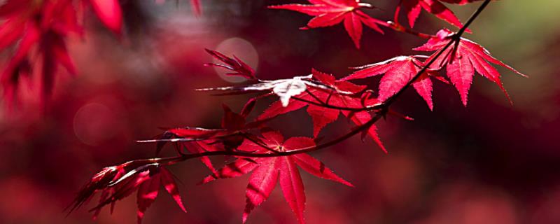 美国红枫和日本红枫的区别