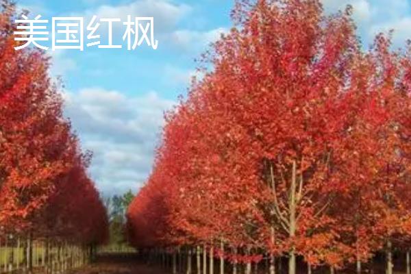 美国红枫和日本红枫的区别,美国红枫为单叶对生叶、日本红枫为单叶互生叶