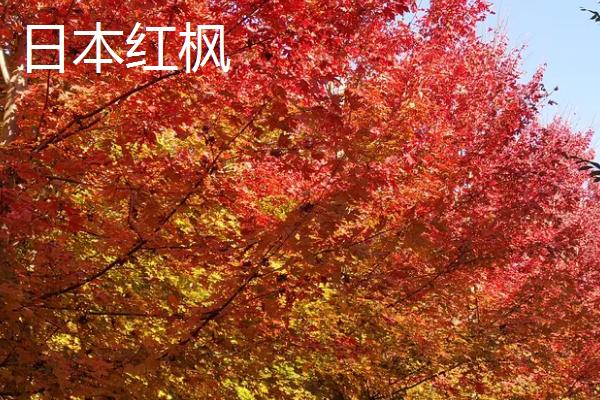 美国红枫和日本红枫的区别,美国红枫为单叶对生叶、日本红枫为单叶互生叶