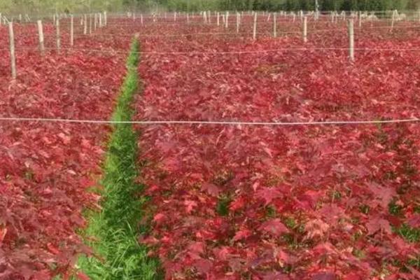 美国红枫和日本红枫的区别,美国红枫为单叶对生叶、日本红枫为单叶互生叶