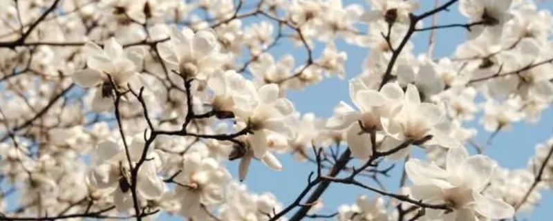 白玉兰能不能吃