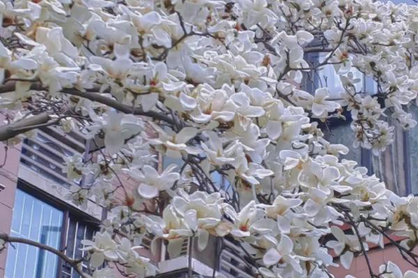 白玉兰能不能吃,可制成点心或煮粥食用