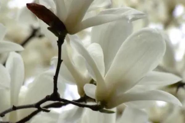 白玉兰能不能吃,可制成点心或煮粥食用