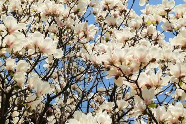 白玉兰能不能吃,可制成点心或煮粥食用